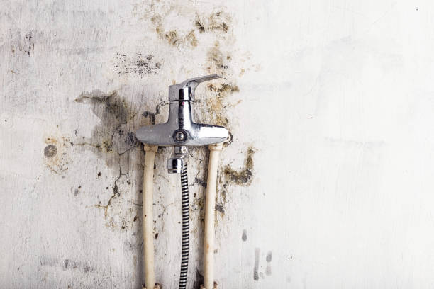 Best DIY Mold Remediation Support Services in Severna Park, MD
