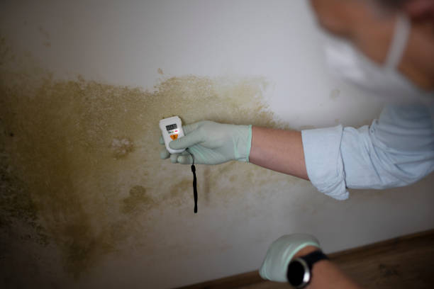 Best Commercial Mold Remediation in Severna Park, MD