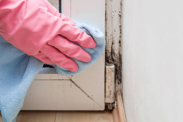 Best White Mold Remediation in Severna Park, MD