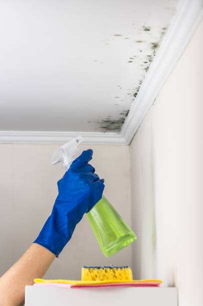 Professional Mold Remediation in Severna Park, MD